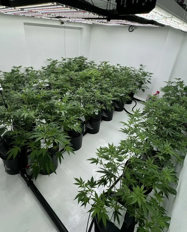 Sala de cultivo con paredes blancas y paneles LED: plantas en vegetativo sobre macetas Groundless conectadas en recirculación