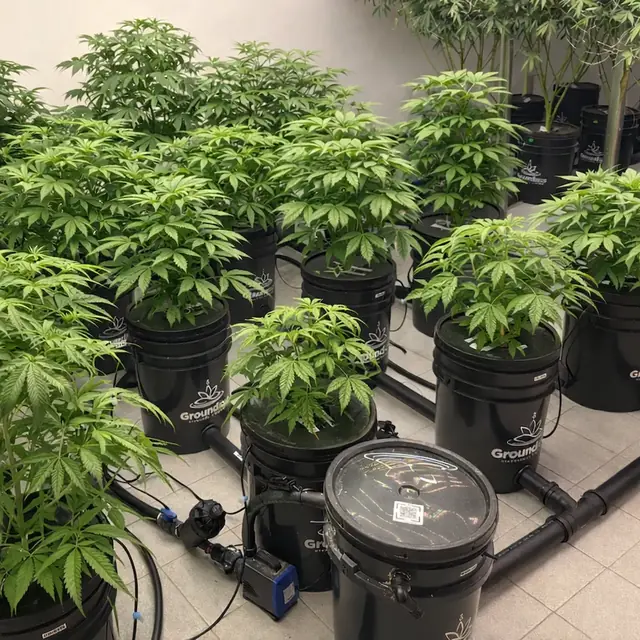 Lote en vegetativo sobre macetas Groundless unidas en serie, con bomba y reservorio a la vista