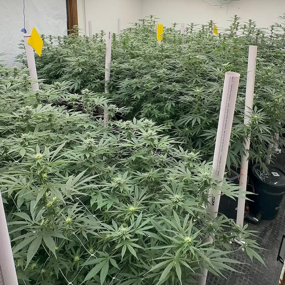 Implementación real de cultivo con sistema Groundless