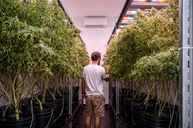 Operador recorriendo el pasillo entre dos filas de plantas en floración sobre sistemas Groundless, bajo luminarias LED